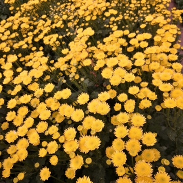 雏菊