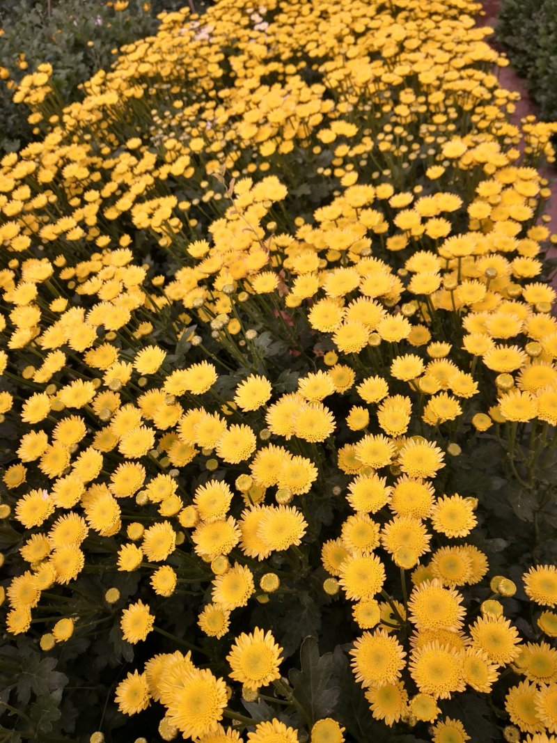 雏菊