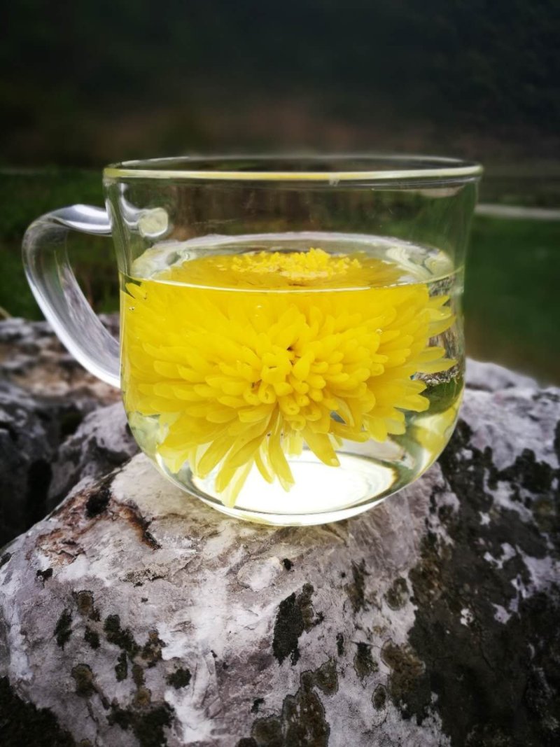 菊花茶，贵州高原皇菊、贡菊