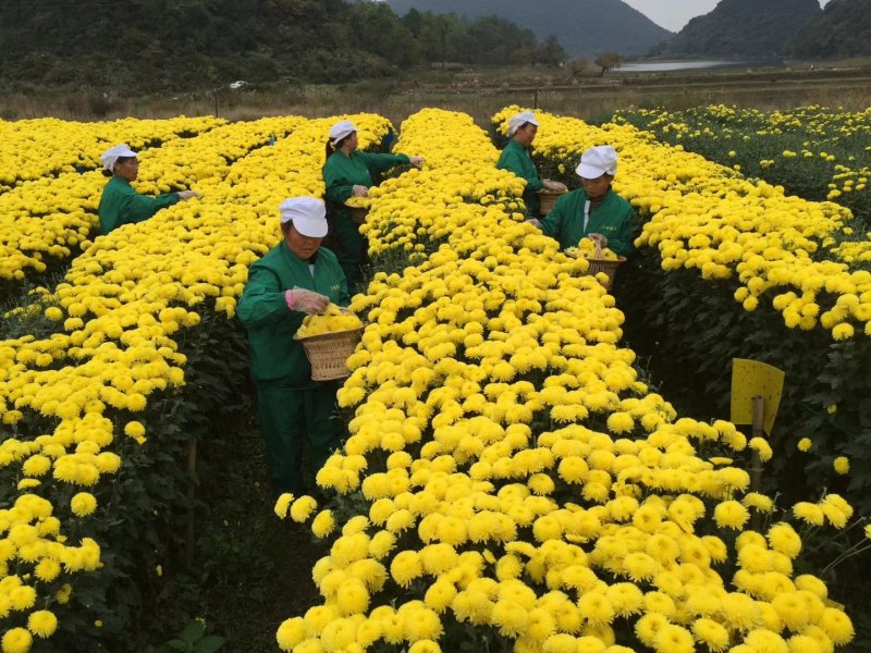 菊花茶，贵州高原皇菊、贡菊