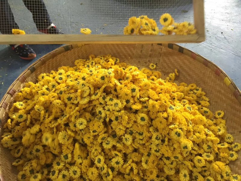 菊花茶，贵州高原皇菊、贡菊