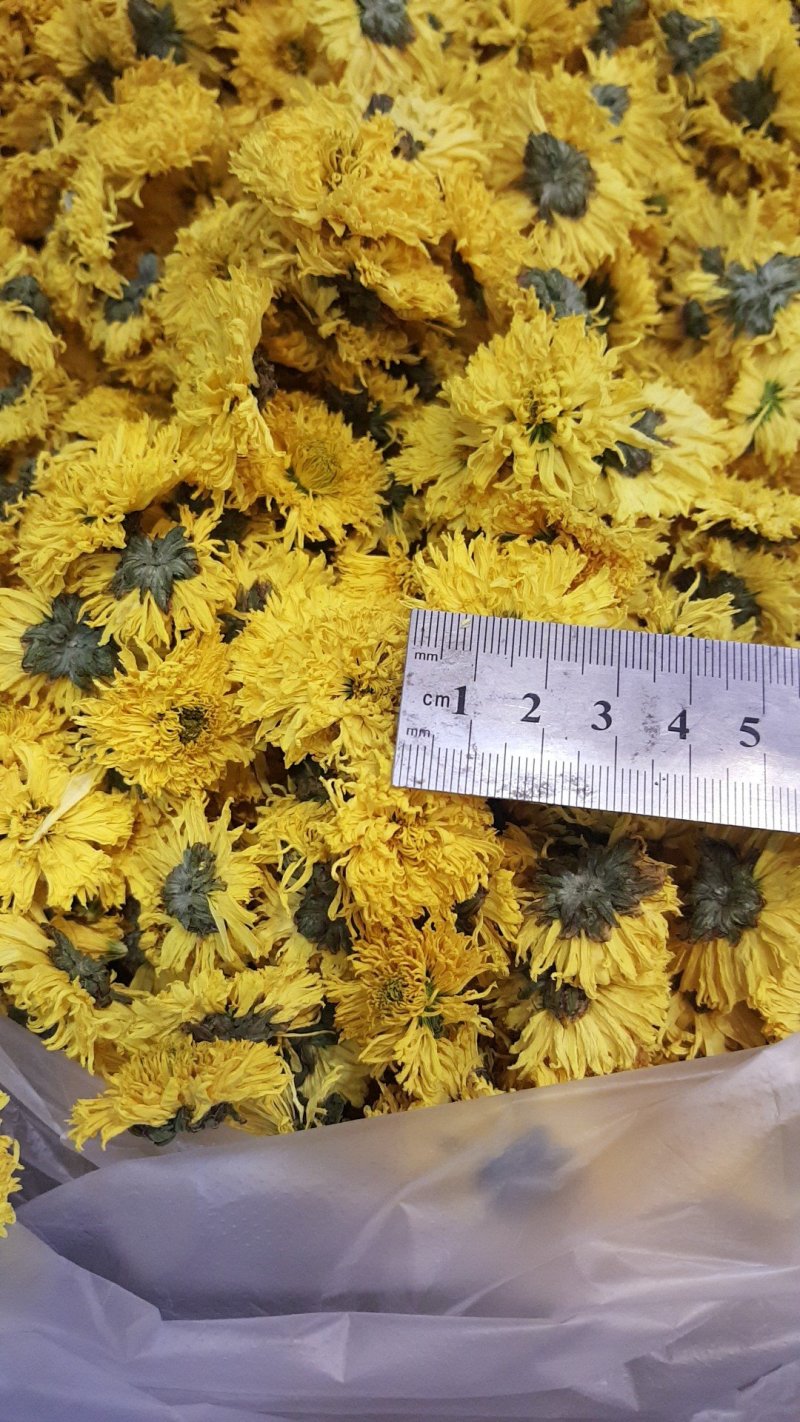 菊花茶，贵州高原皇菊、贡菊
