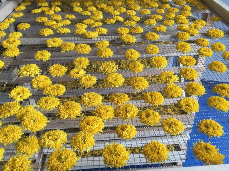 菊花茶，贵州高原皇菊、贡菊