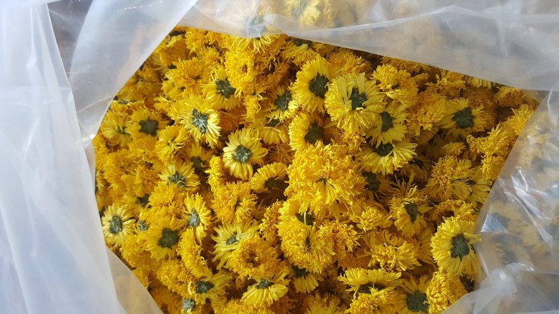 菊花茶，贵州高原皇菊、贡菊