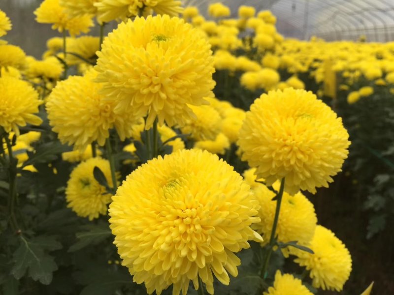菊花茶，贵州高原皇菊、贡菊