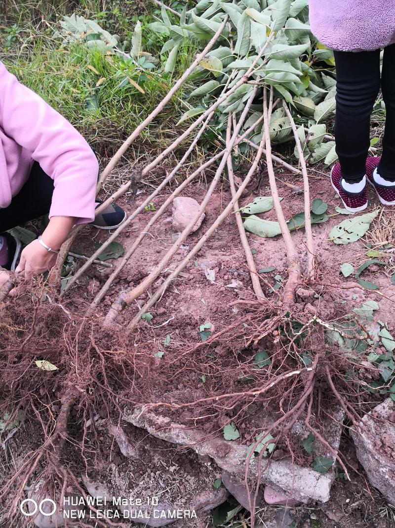 大樱桃苗红灯美早冰库基地直供可视频看苗