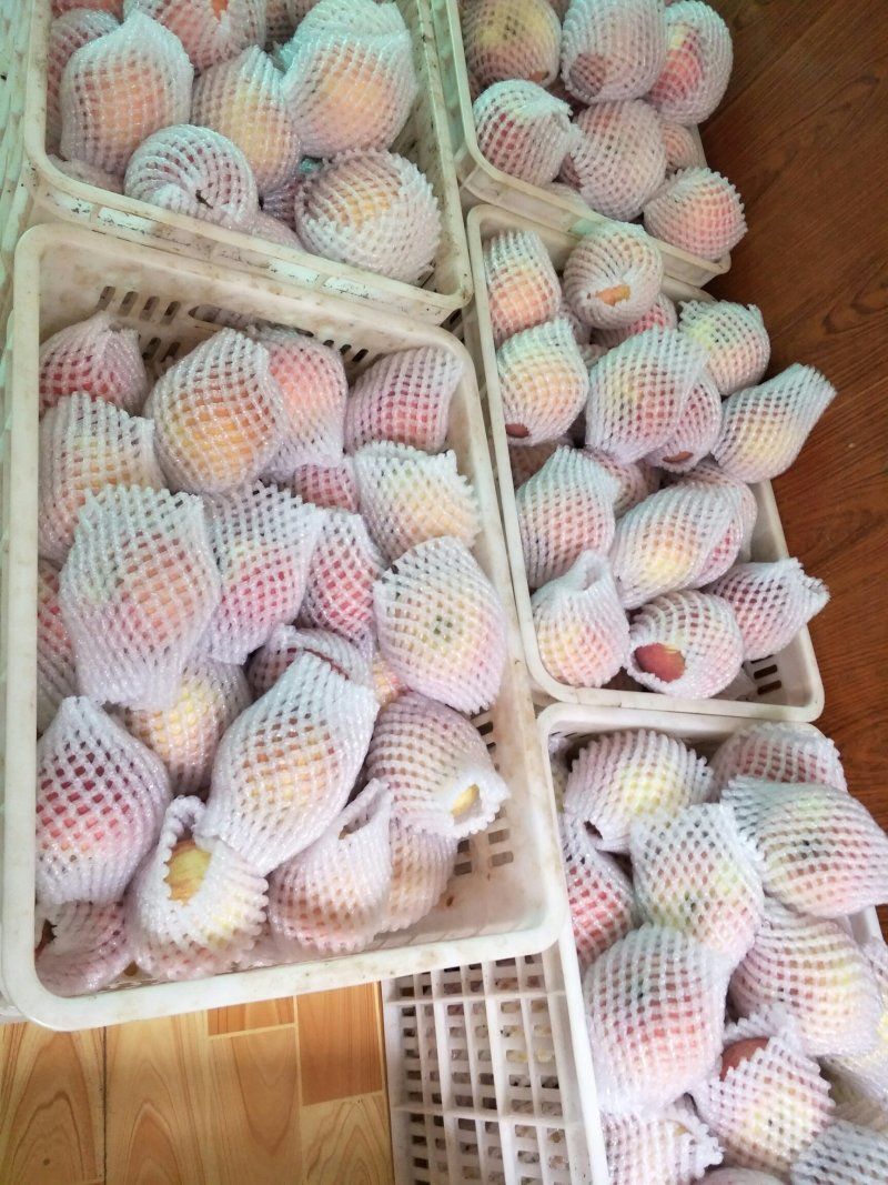 陕西富士苹果