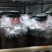 太空羊肚菌种批发零售买菌种教育苗技术欢迎随时联系