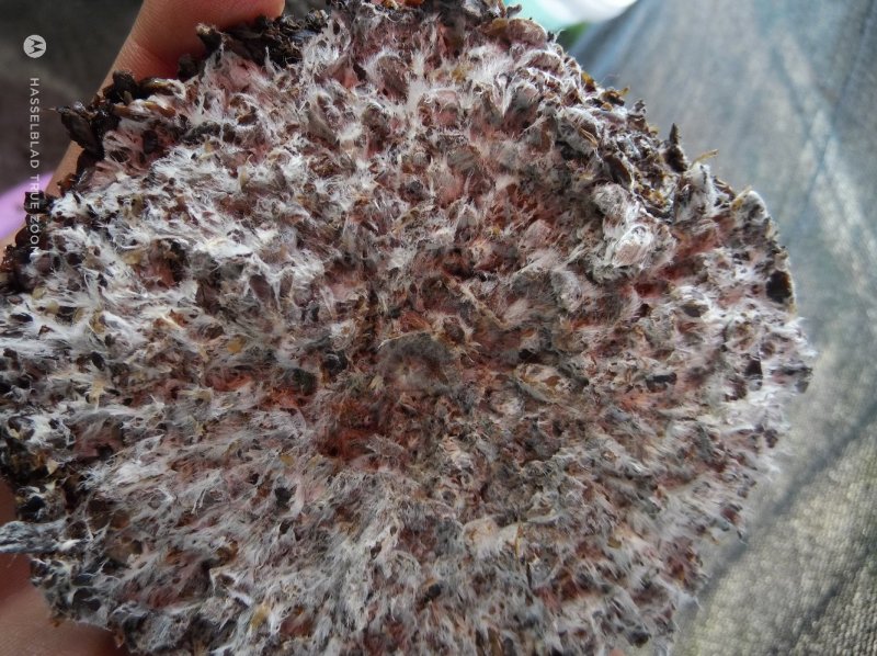 太空羊肚菌种批发零售买菌种教育苗技术欢迎随时联系