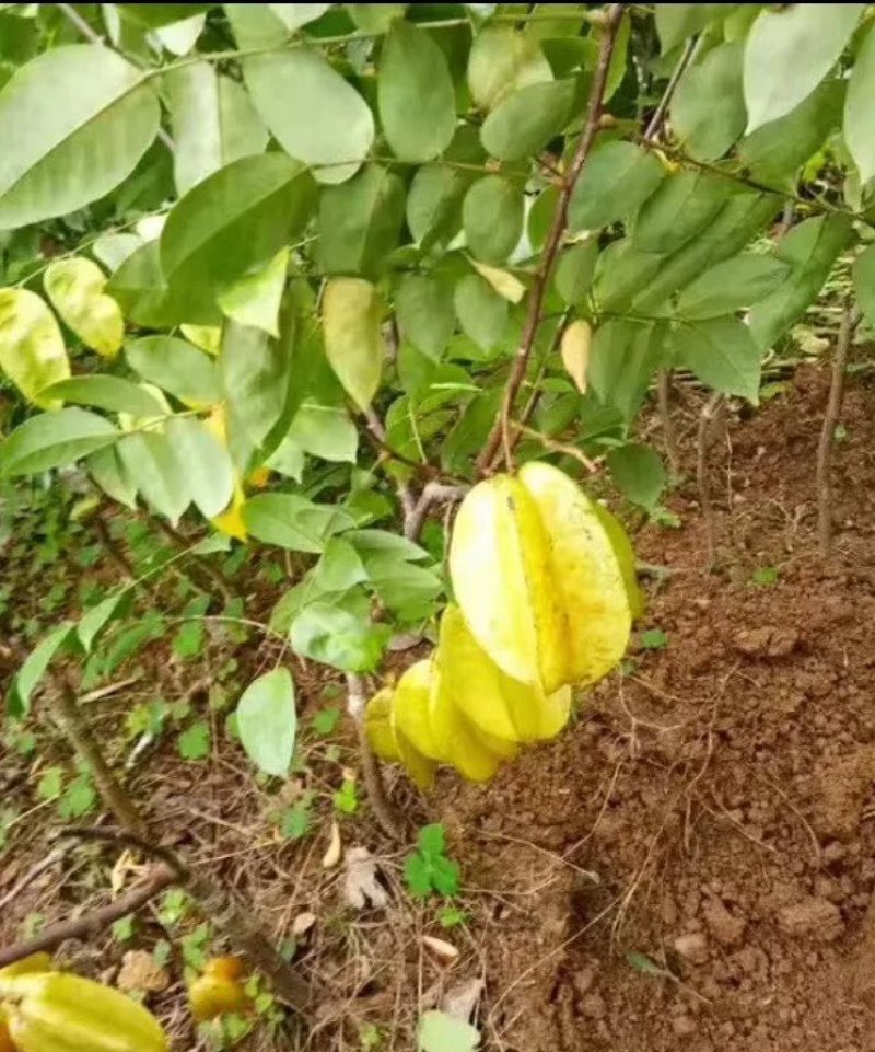杨桃苗！嫁接苗！规格大小都有