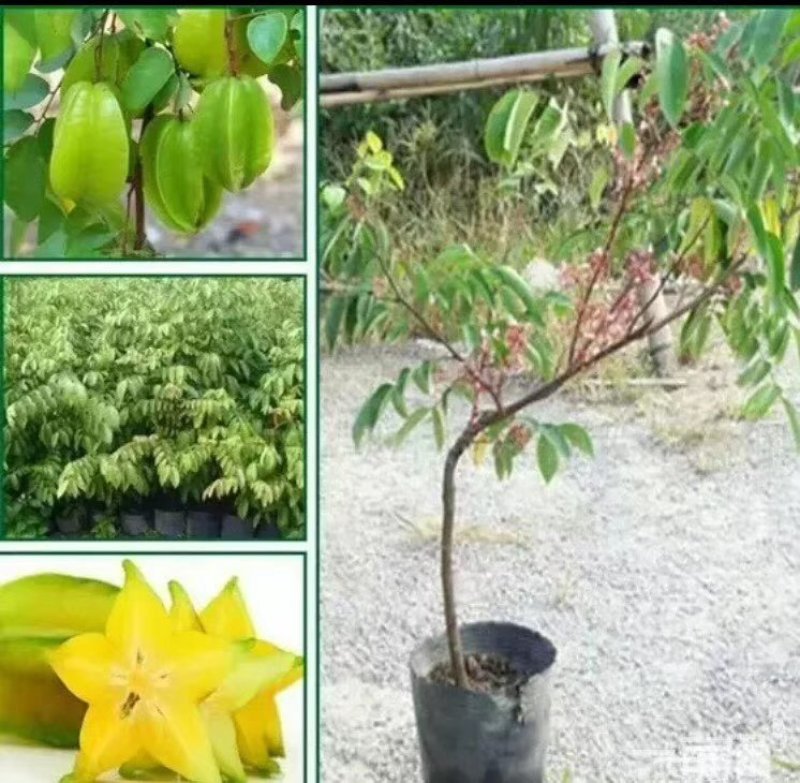 杨桃苗！嫁接苗！规格大小都有