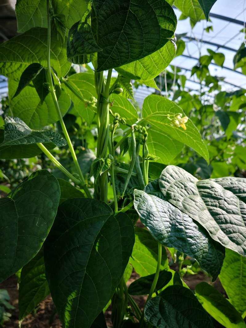 想收大棚蔬菜找美女联系