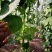 想收大棚蔬菜找美女联系