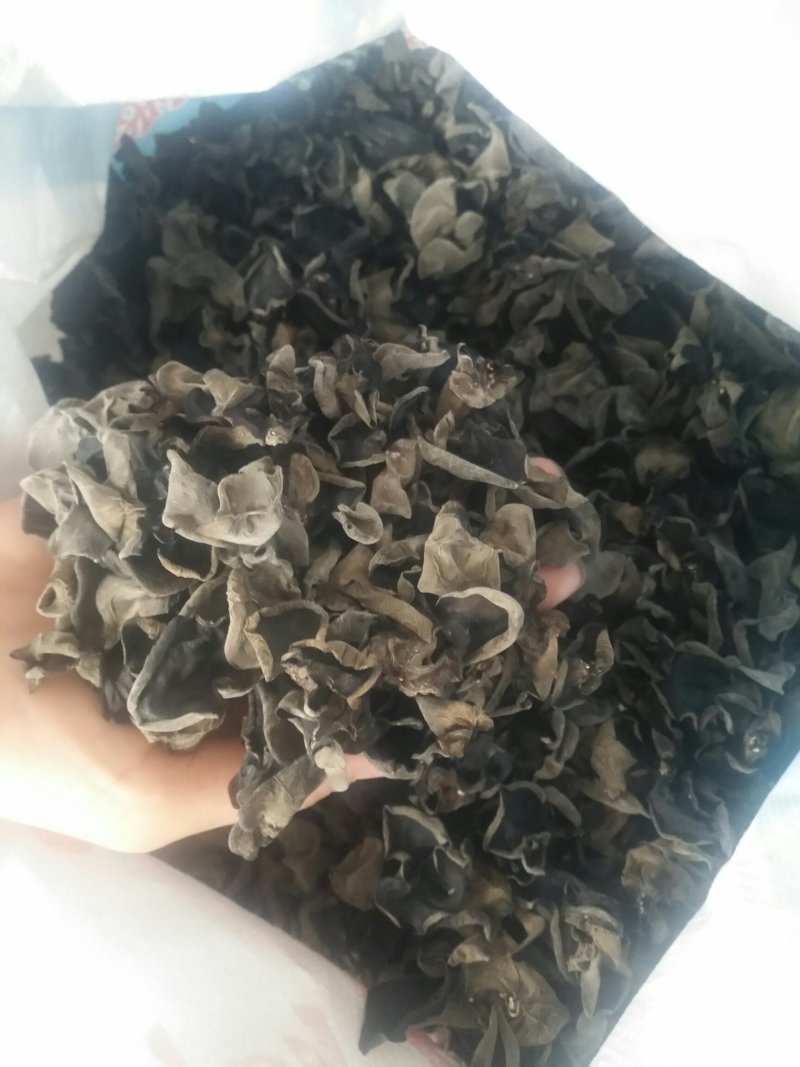 东北黑木耳秋耳春耳
