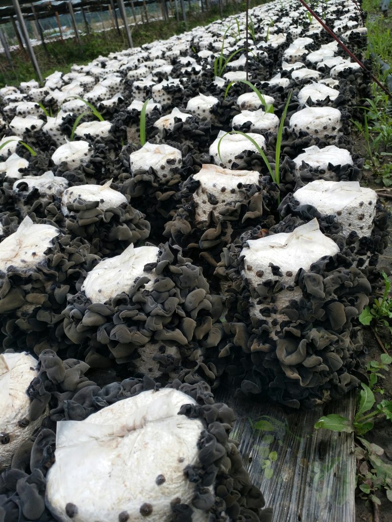 东北黑木耳秋耳春耳
