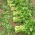 精品芹菜60公分以上