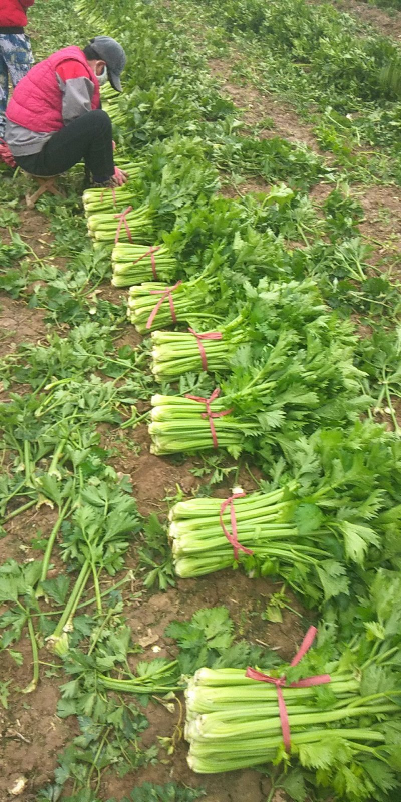 精品芹菜60公分以上