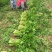 精品芹菜60公分以上