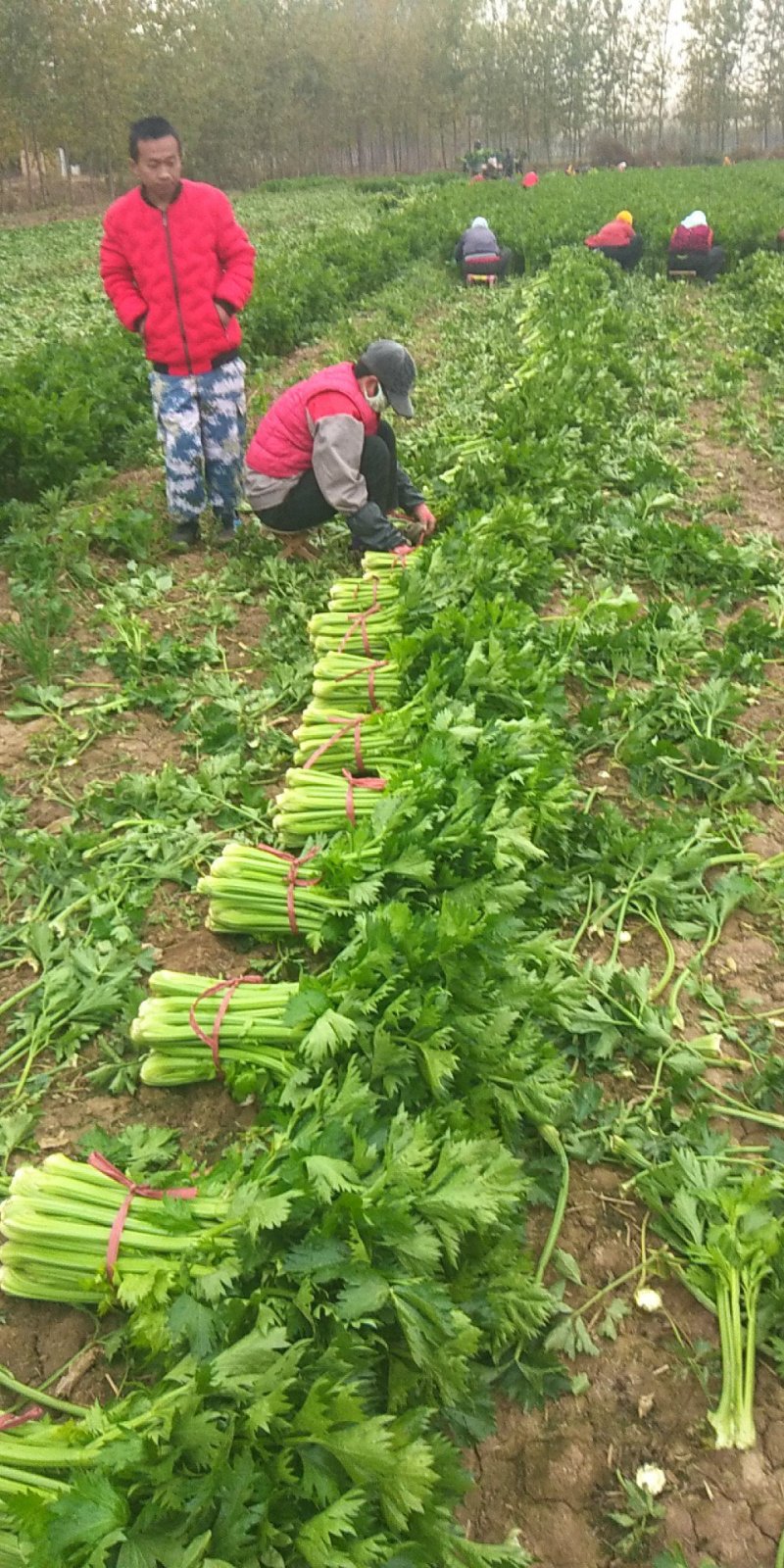 精品芹菜60公分以上