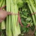 精品芹菜60公分以上