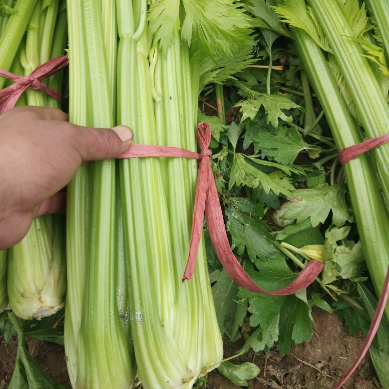 精品芹菜60公分以上