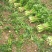 精品芹菜60公分以上