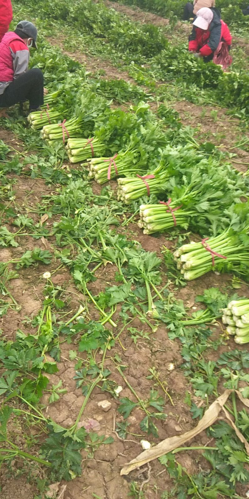 精品芹菜60公分以上