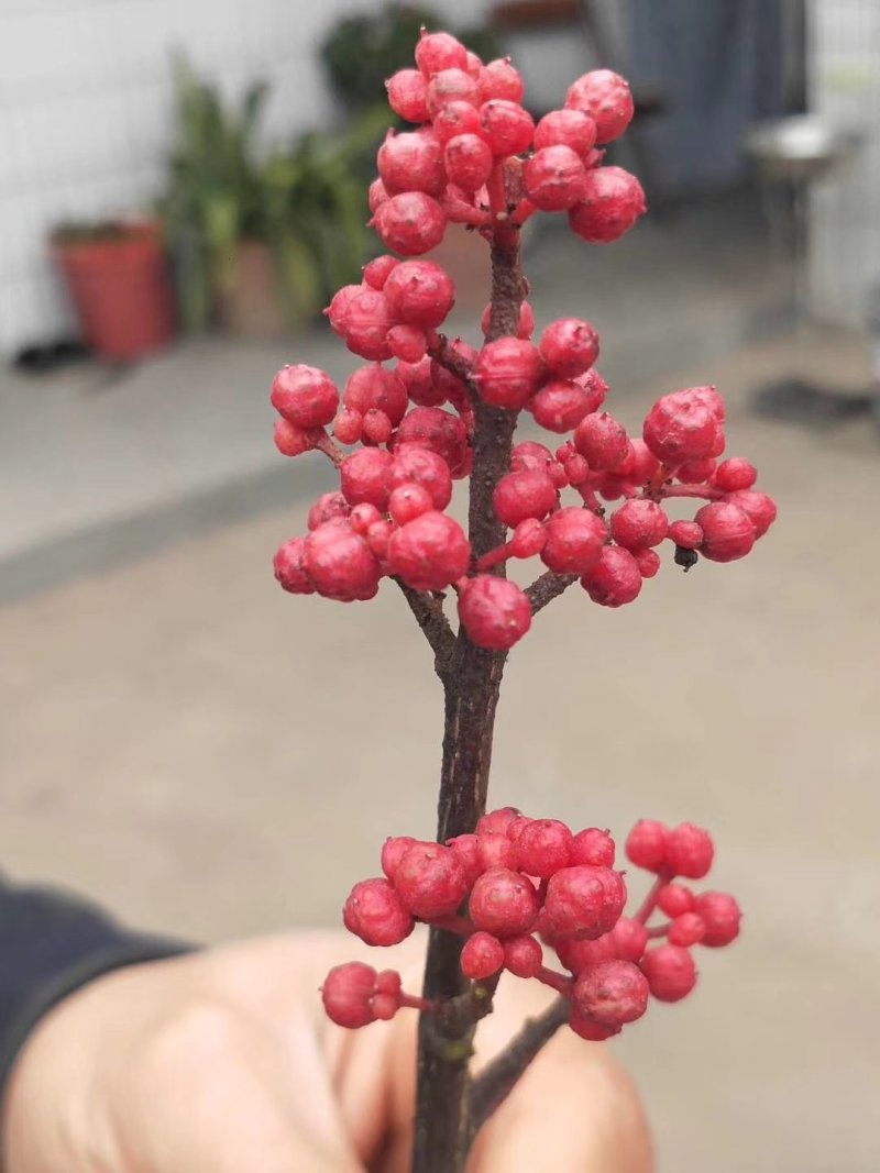 大红袍花椒好货产地直销