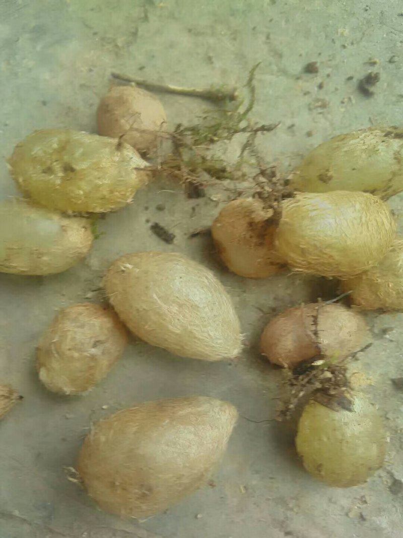 纯野生石黄皮，煲汤的好材料