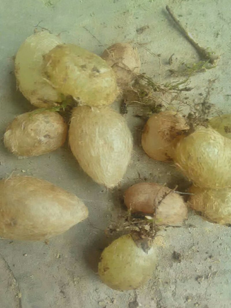 纯野生石黄皮，煲汤的好材料