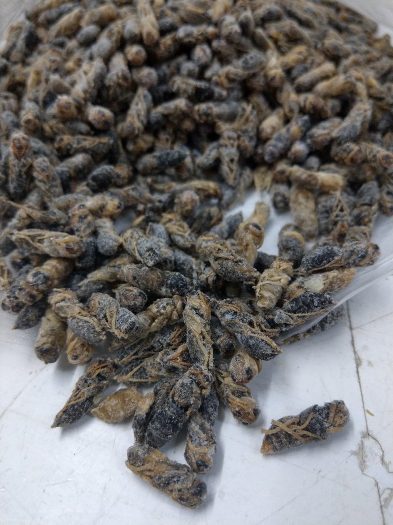 蜂蛹，4级，带小黄，七里，黄脚黑无翅，葫芦蜂（树蜂）蜂蛹