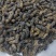 蜂蛹，4级，带小黄，七里，黄脚黑无翅，葫芦蜂（树蜂）蜂蛹