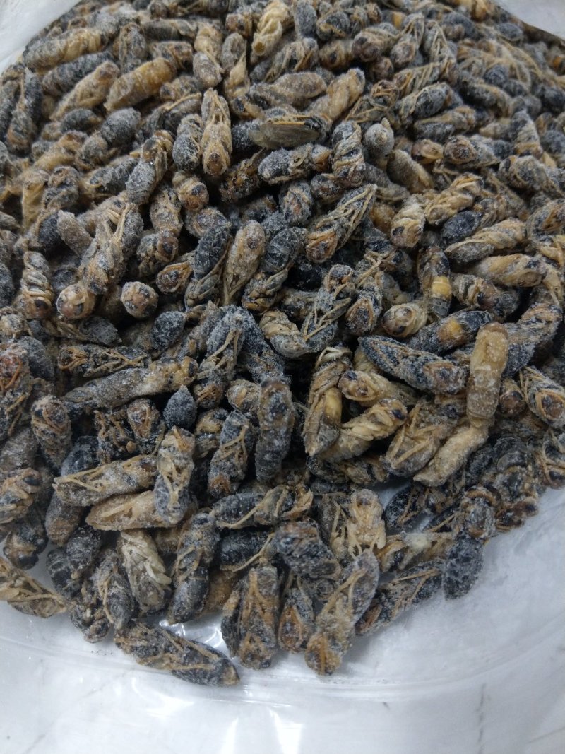蜂蛹，4级，带小黄，七里，黄脚黑无翅，葫芦蜂（树蜂）蜂蛹