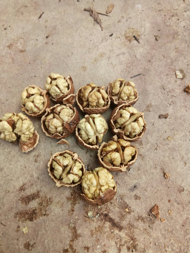 桐子果