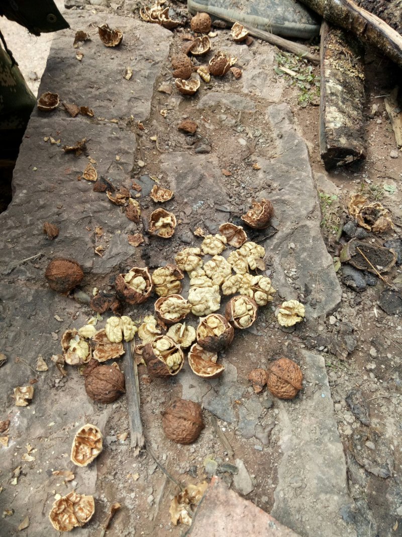 桐子果