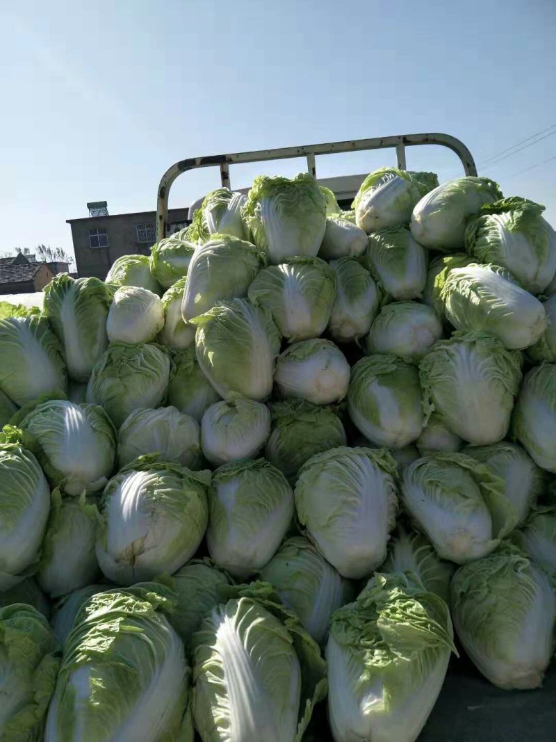 精品大白菜，大量供应，基地直供货源，有要的请联系