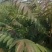 红油香椿苗规格0.8公分，用途广，公路绿化，食用，口感好