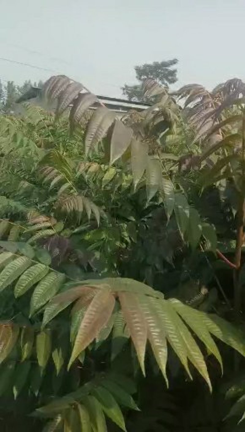 红油香椿苗规格0.8公分，用途广，公路绿化，食用，口感好