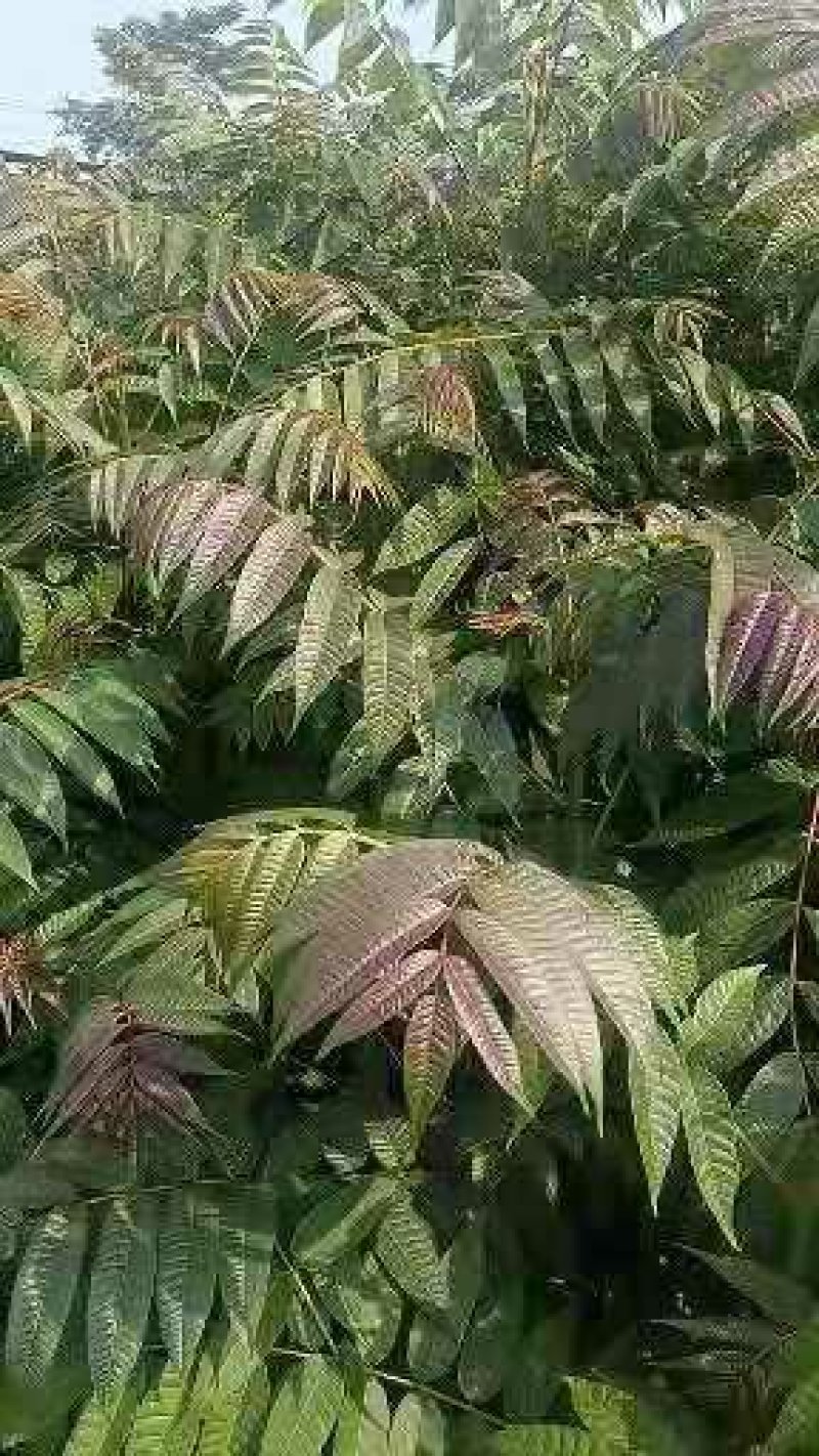 红油香椿苗规格0.8公分，用途广，公路绿化，食用，口感好
