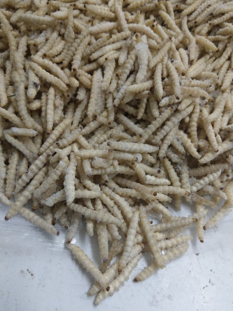竹虫无冰干冻，小竹虫，竹节虫，不裹冰，广州发全国