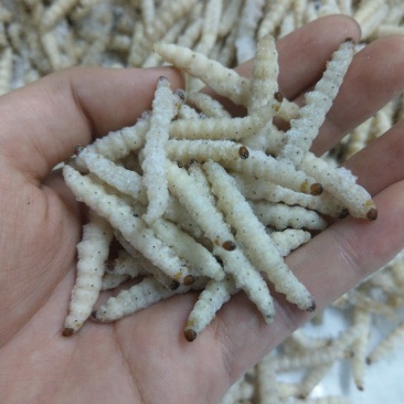 竹虫无冰干冻，小竹虫，竹节虫，不裹冰，广州发全国