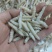 竹虫无冰干冻，小竹虫，竹节虫，不裹冰，广州发全国