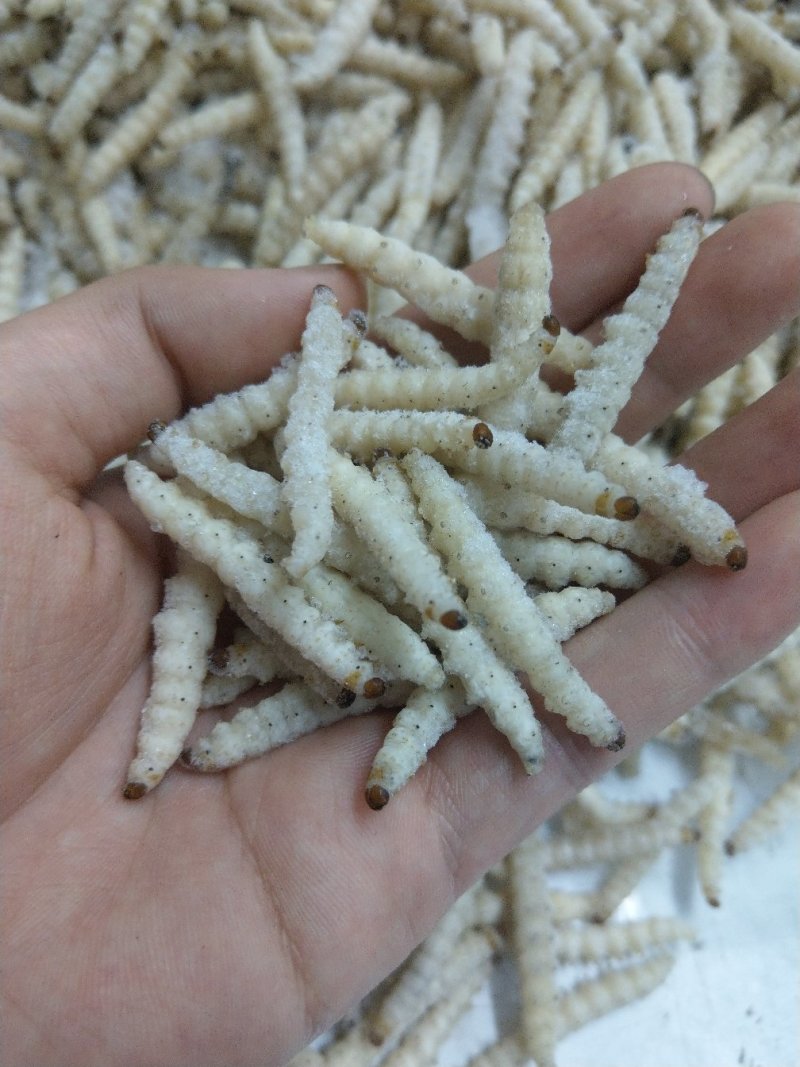 竹虫无冰干冻，小竹虫，竹节虫，不裹冰，广州发全国