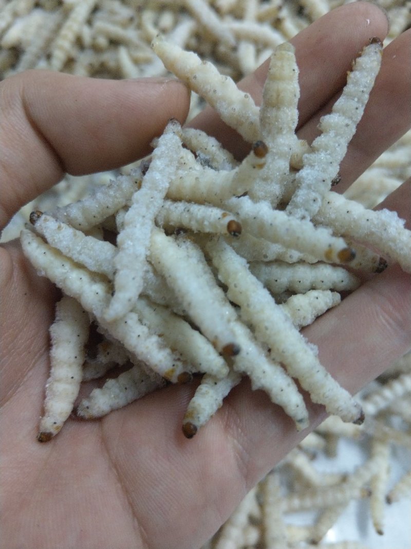 竹虫无冰干冻，小竹虫，竹节虫，不裹冰，广州发全国