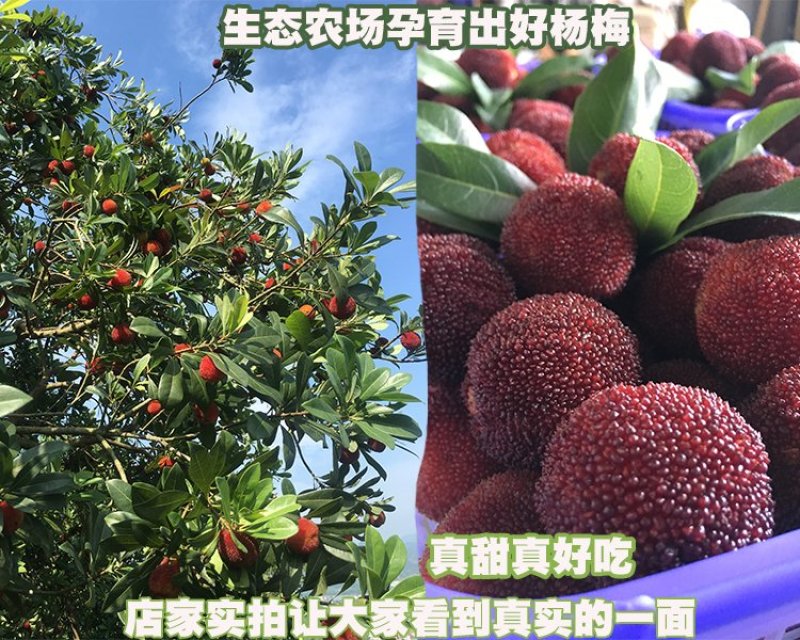 8A仙居东魁杨梅新鲜水果现摘现发6斤装孕妇应季时令水果