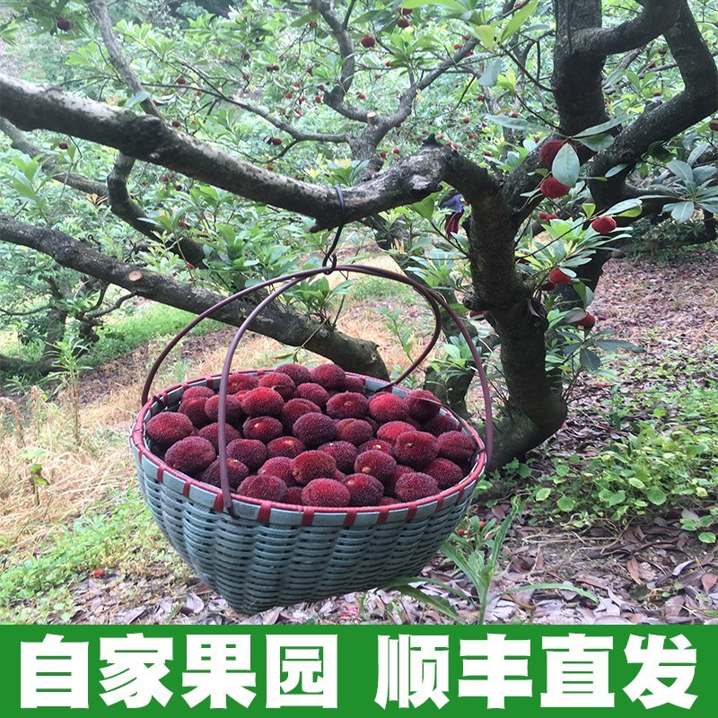 8A仙居东魁杨梅新鲜水果现摘现发6斤装孕妇应季时令水果