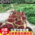 8A仙居东魁杨梅新鲜水果现摘现发6斤装孕妇应季时令水果