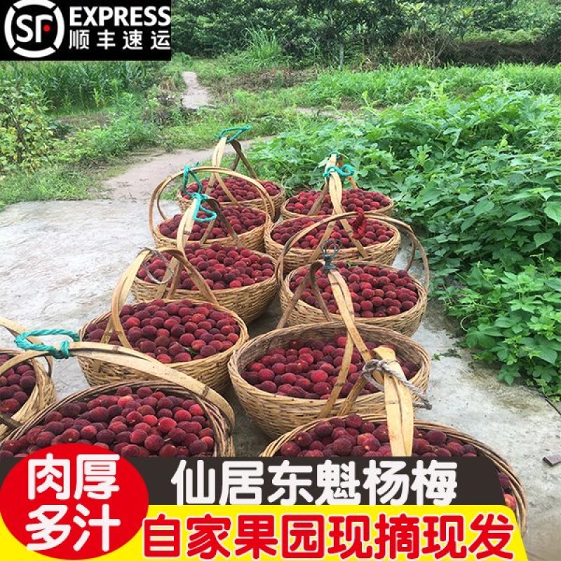 8A仙居东魁杨梅新鲜水果现摘现发6斤装孕妇应季时令水果