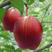 红梨苗规格0.8/1.0/1.5公分：脆甜汁多：南北种植