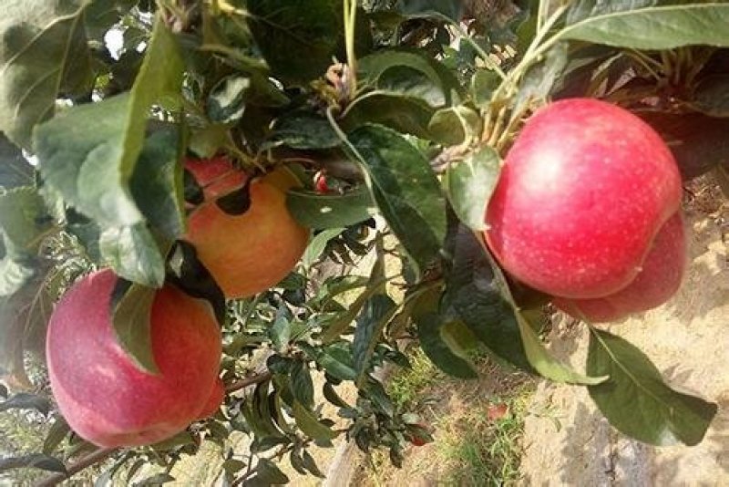 苹果树苗新品种瑞阳苹果树苗产量稳定